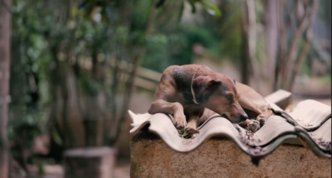 quatro-patinhas-animais-valiosos-1